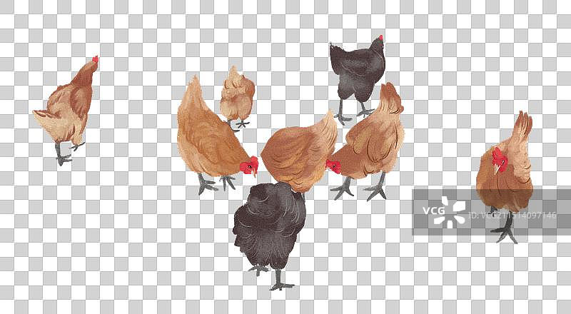 鸡群图片素材