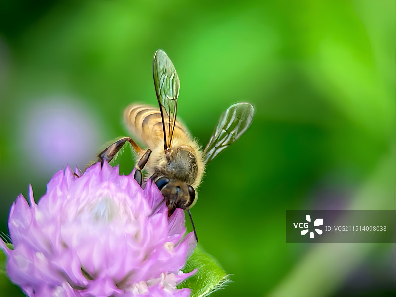 蜜蜂在花上的特写镜头图片素材