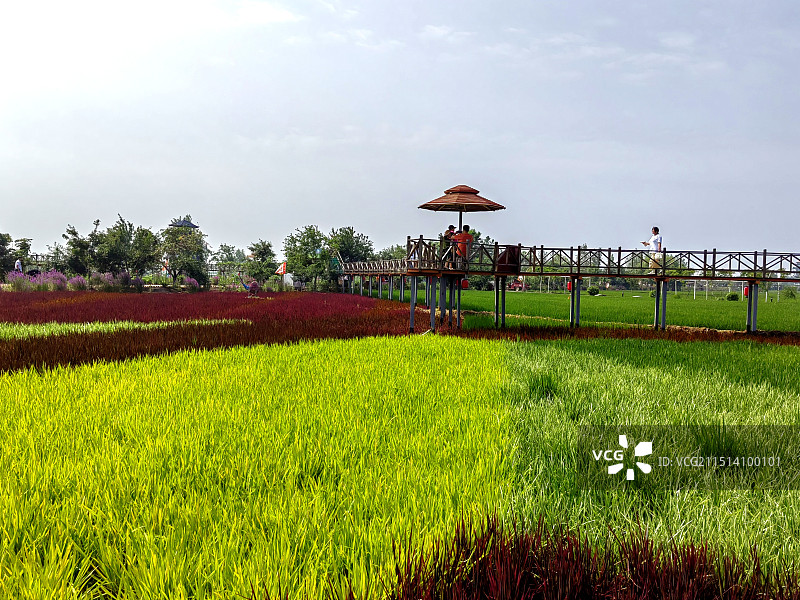 彩色稻田里——拍摄于沈阳稻梦空间图片素材
