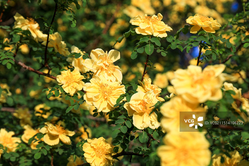 黄刺玫花朵特写图片素材