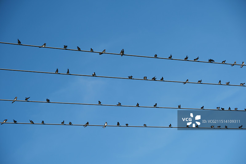 停留的鸟图片素材