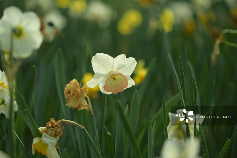 凌波仙子 水仙花图片素材