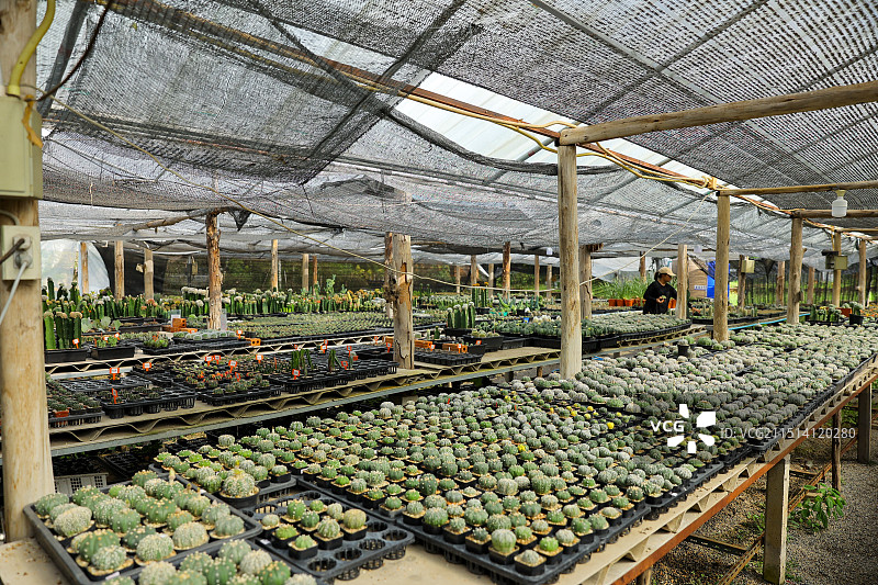 种类多样的多肉植物不满了整个空间图片素材