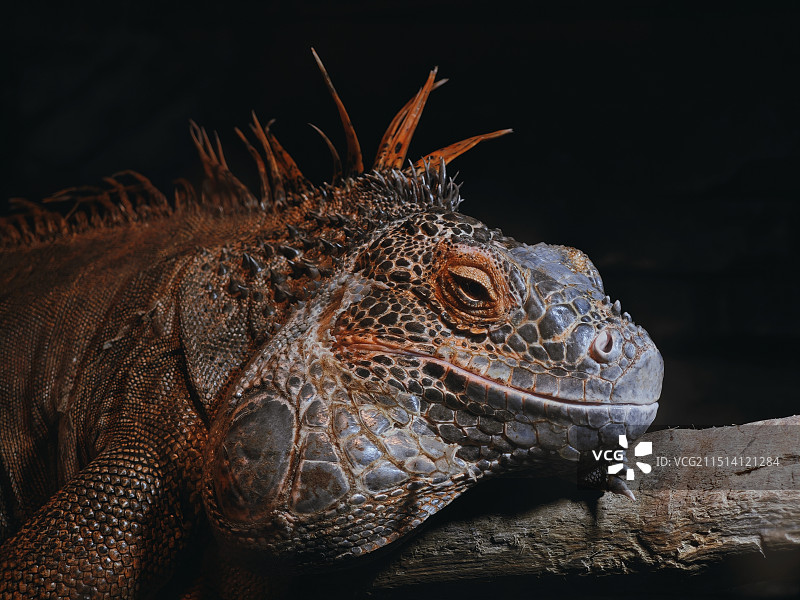 大连森林动物园图片素材