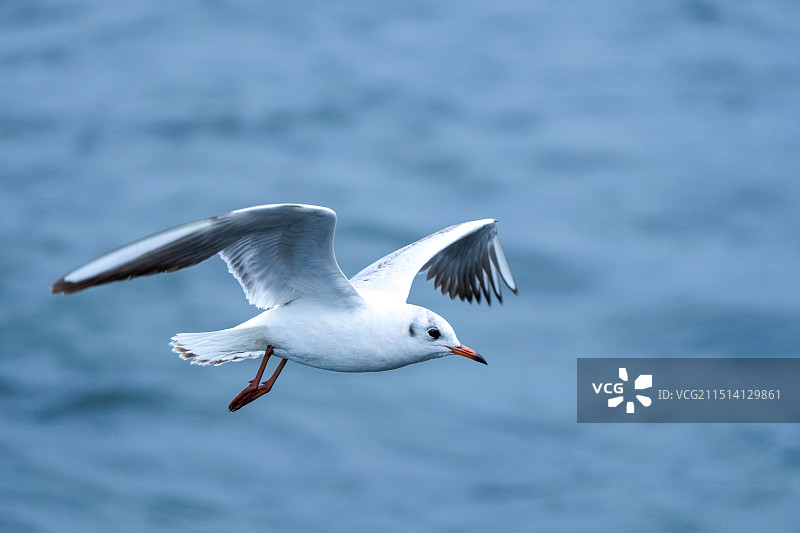 深圳湾候鸟——一只在海面飞翔的海鸥图片素材