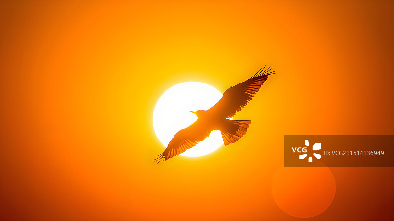 黄河入海：生命与迁徙的交响图片素材