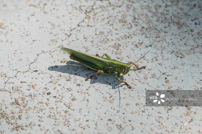绿色蚂蚱图片素材