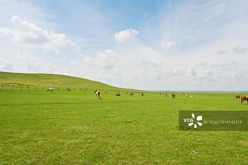 大草原图片素材