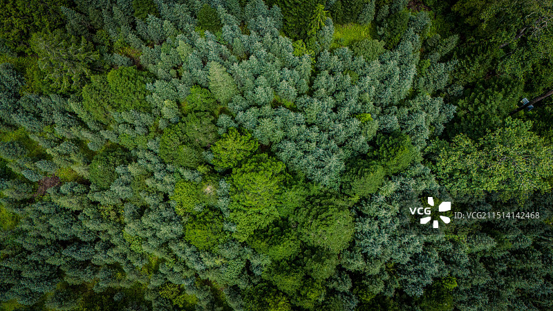 森林中树木的全帧拍摄图片素材