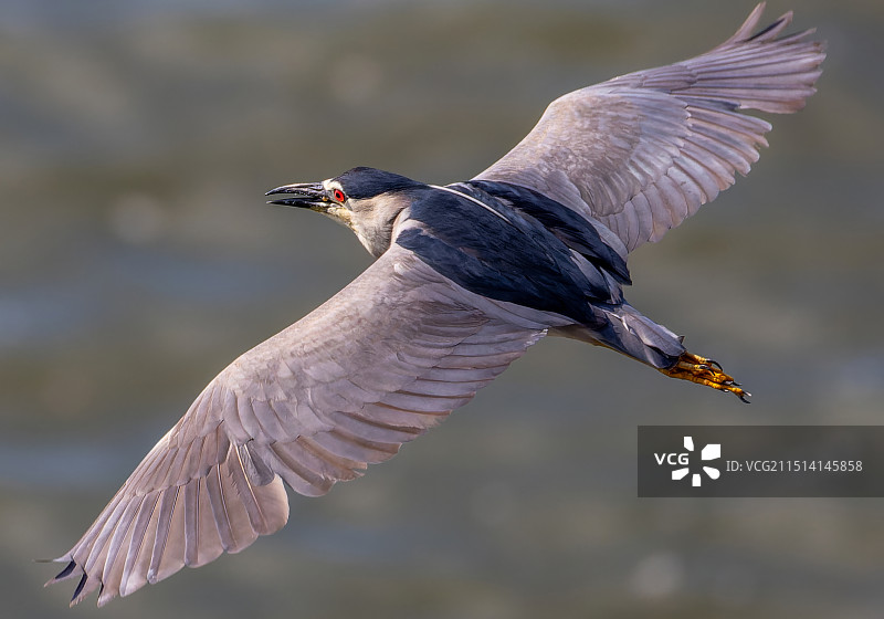 酷酷夜鹭图片素材