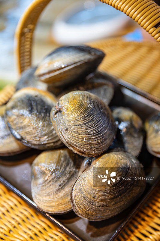 新鲜扇贝图片素材