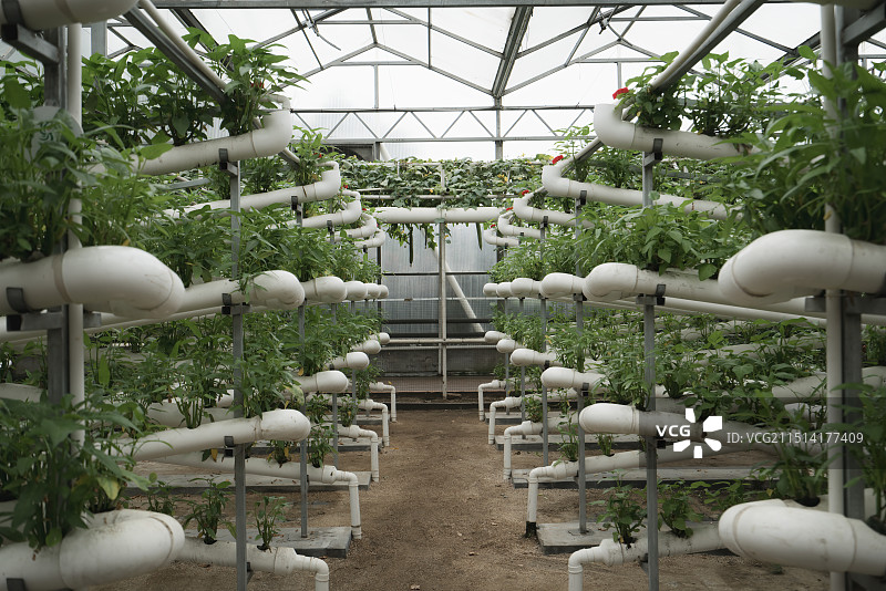 室内温室蔬菜种植场景图片素材