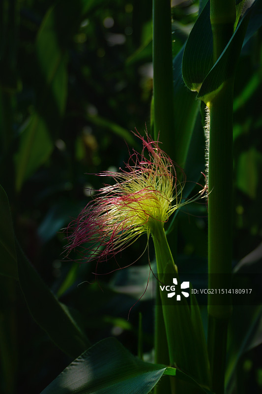 玉米须 - 初长成图片素材