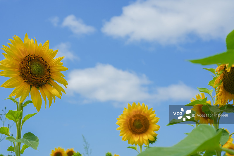 向日葵图片素材