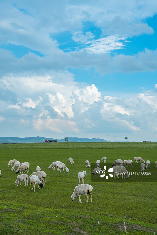 内蒙古呼伦贝尔大草原羊群图片素材