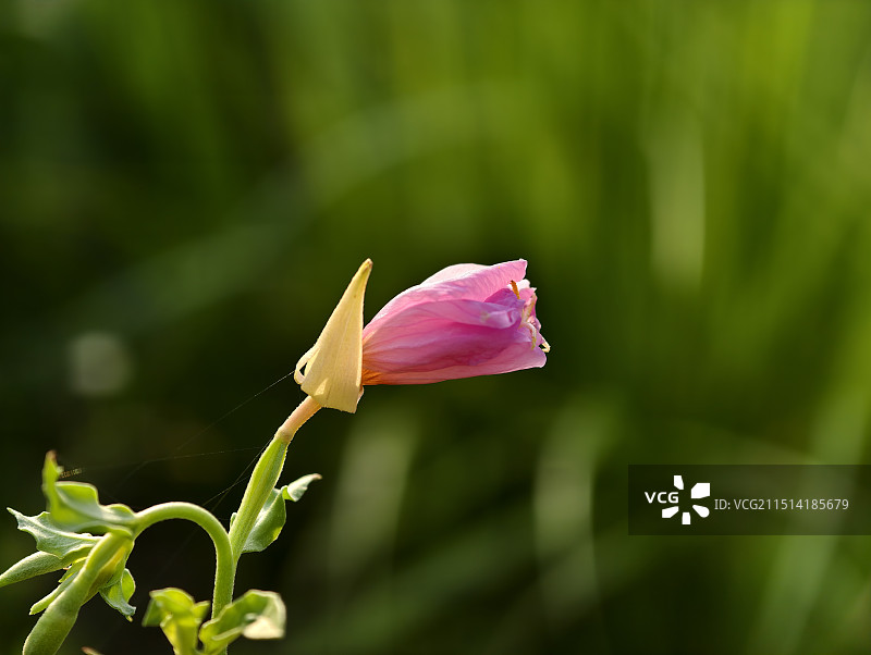 西安雁南公园含苞待放的月见草图片素材