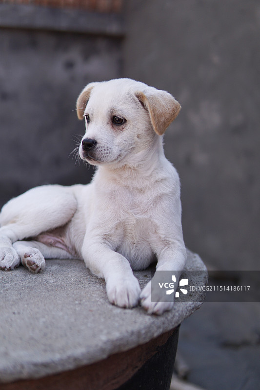 白色中华田园犬特写图片素材