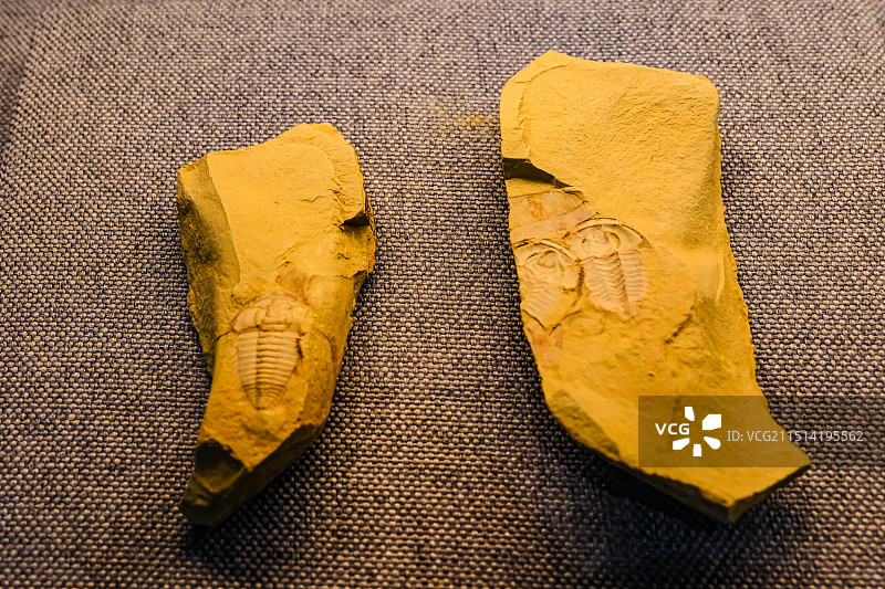 中国云南昆明市博物馆馆藏文物，滇池地质文物。昆明王家湾震旦系，昆阳群，遗迹·化石图片素材