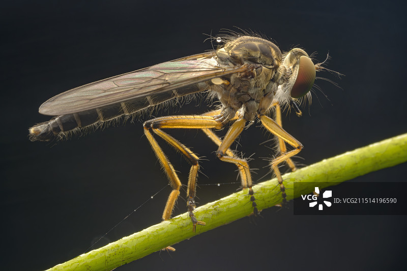 食虫虻图片素材