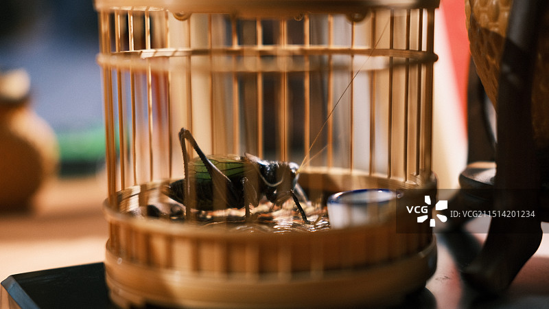 笼子里的蝈蝈图片素材