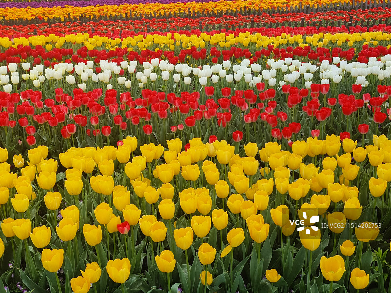 花海与建筑图片素材