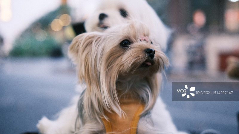 狗的特写肖像图片素材