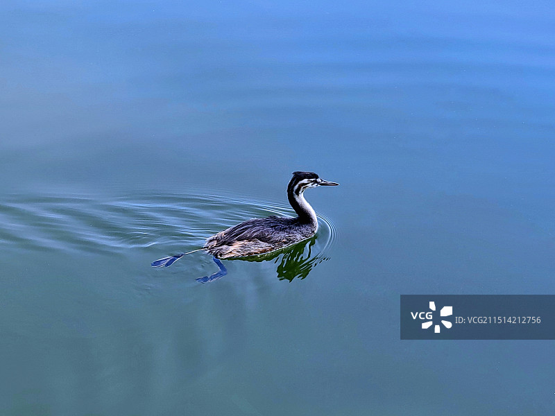 尖嘴鸭图片素材
