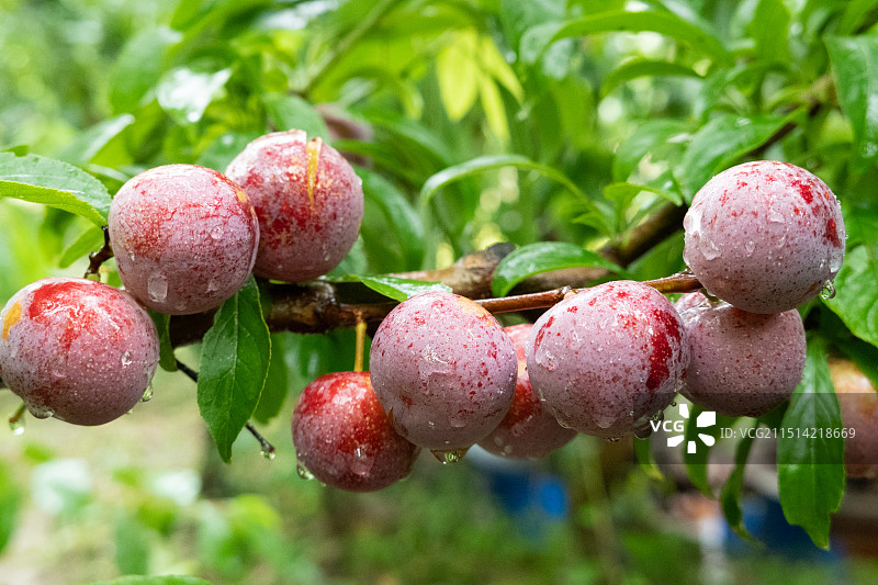 中国四川阿坝州汶川县月里村特产，九月新鲜水果脆红李，树上的成熟红色李子特写图片素材