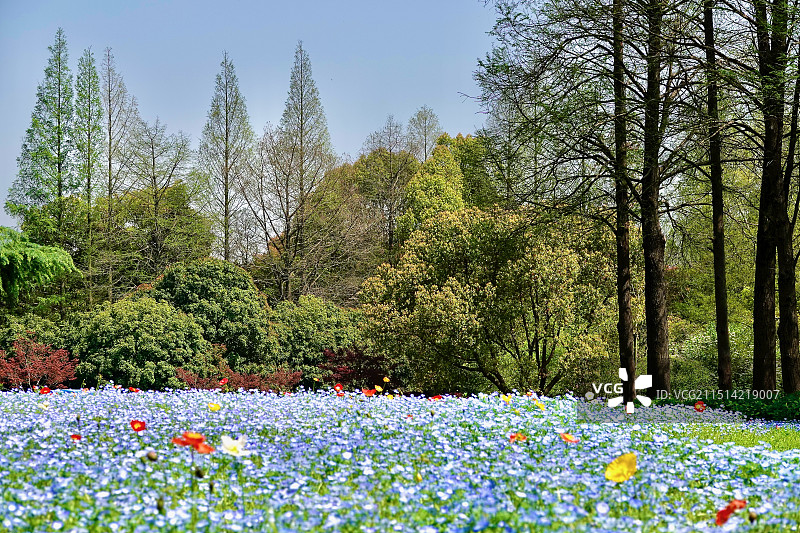 上海滨江森林公园森林蓝色喜林草花海图片素材
