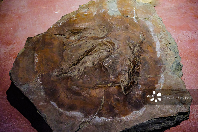 恐龙足迹，昆明市博物馆恐龙化石展，恐龙，恐龙化石，中国双嵴龙图片素材