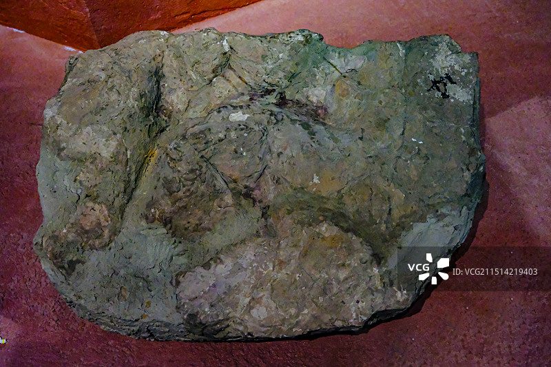 恐龙足迹，昆明市博物馆恐龙化石展，恐龙，恐龙化石，中国双嵴龙图片素材