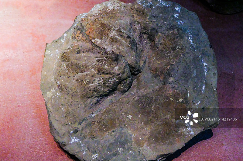 恐龙足迹，昆明市博物馆恐龙化石展，恐龙，恐龙化石，中国双嵴龙图片素材