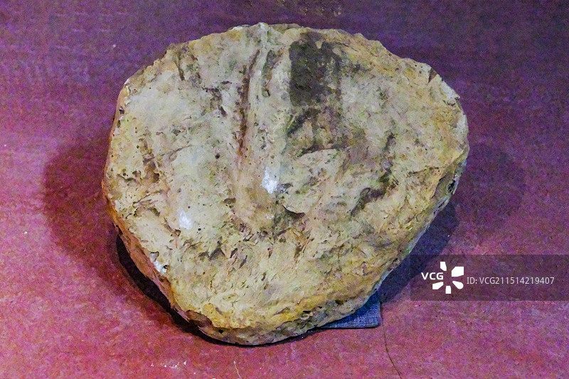 恐龙足迹，昆明市博物馆恐龙化石展，恐龙，恐龙化石，中国双嵴龙图片素材