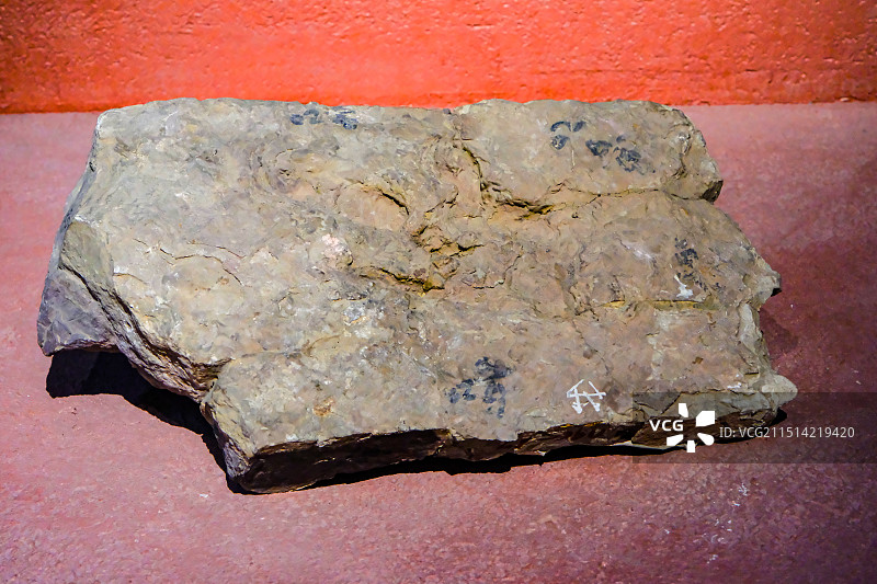 恐龙足迹，昆明市博物馆恐龙化石展，恐龙，恐龙化石，中国双嵴龙图片素材