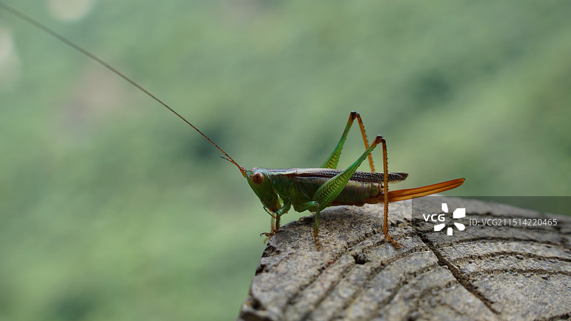 蟋蟀图片素材