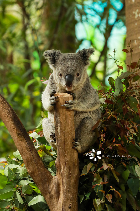 考拉熊保护动物野生动物图片素材