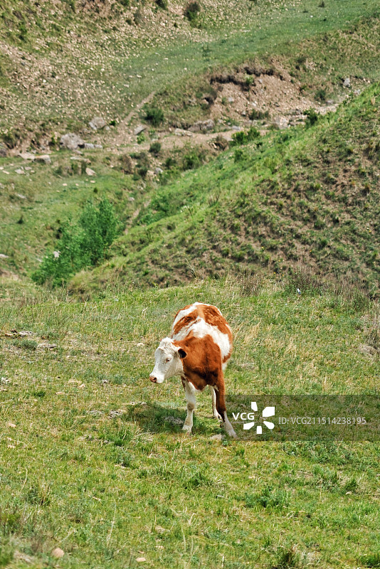 麻田岭户外徒步遇到的牛图片素材