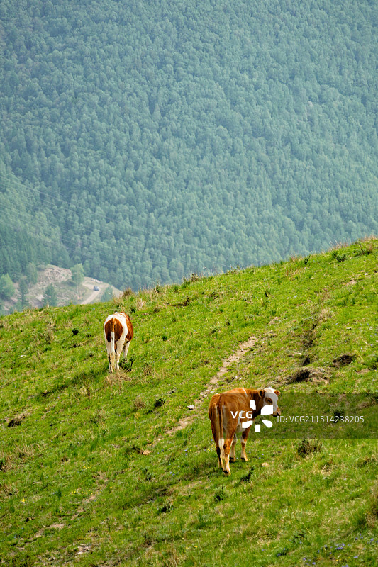 麻田岭户外徒步遇到的牛图片素材