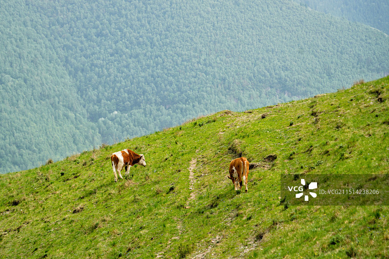 麻田岭户外徒步遇到的牛图片素材