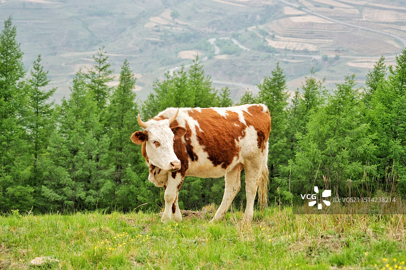 麻田岭户外徒步遇到的牛图片素材
