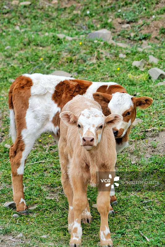 麻田岭户外徒步遇到的牛图片素材