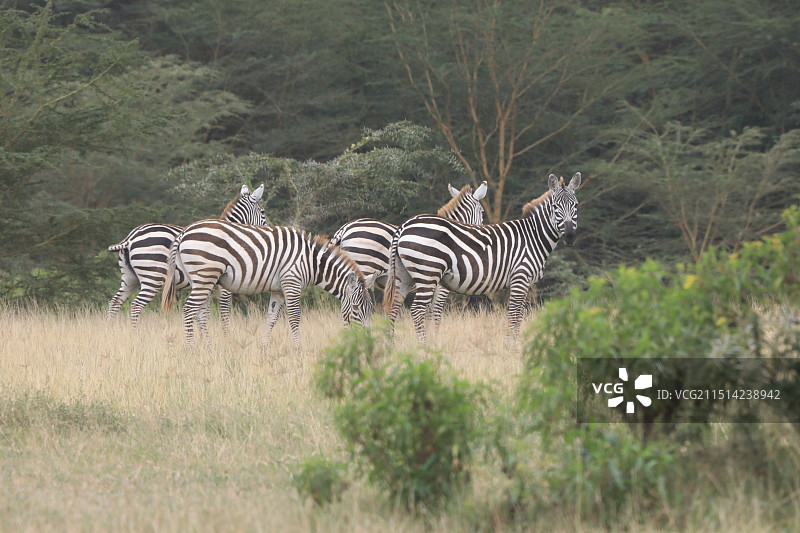 斑马军团图片素材
