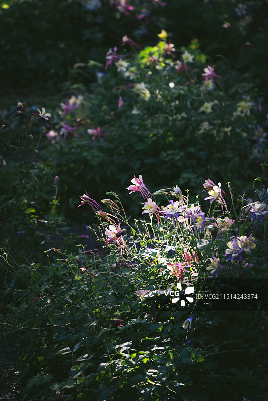 早晨盛开的梦幻草图片素材
