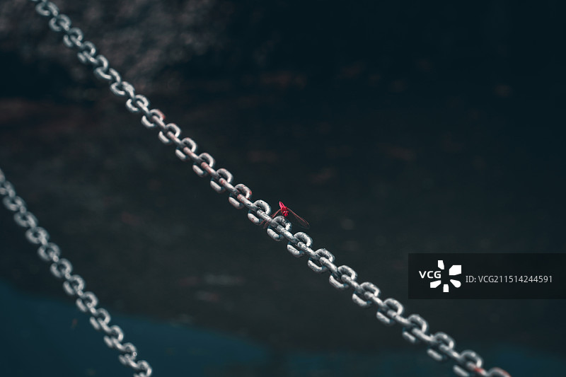 铁链上的红蜻蜓图片素材