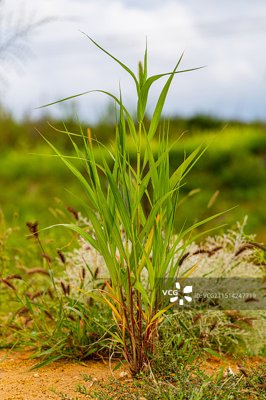地上作物仰天生长的特写镜头图片素材