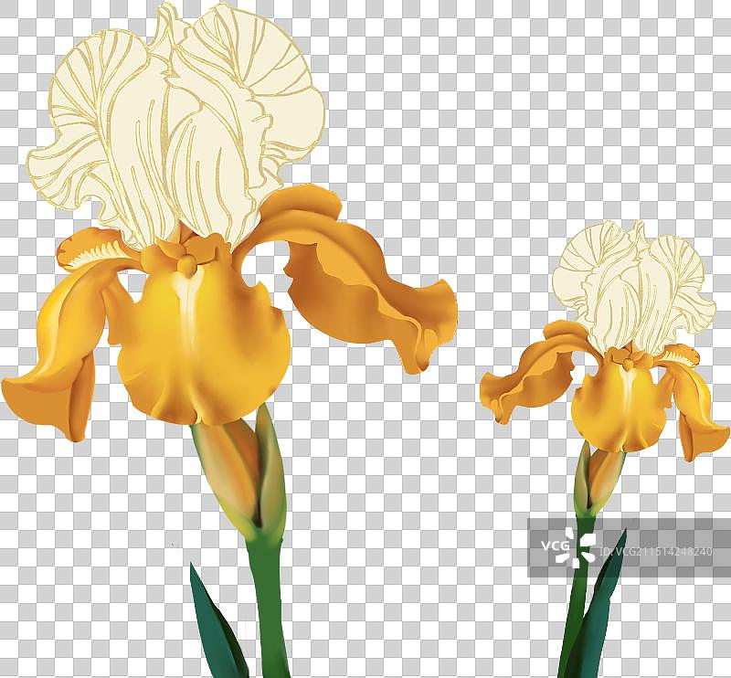 友谊长存，鸢尾花图片素材