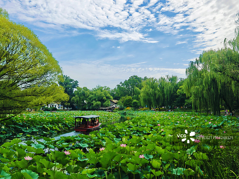 紫竹院公园 荷花渡图片素材