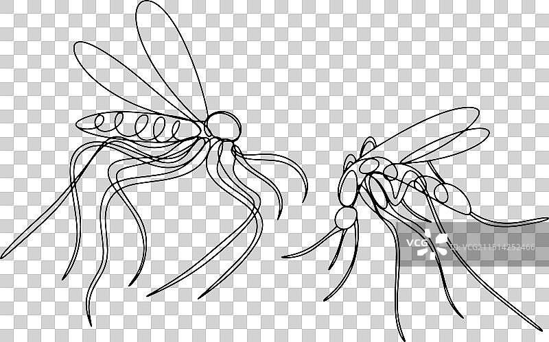 蚊子单线图片素材