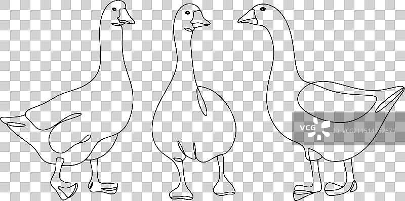 鹅单线图片素材