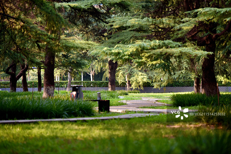 夏日·郑州古树苑图片素材